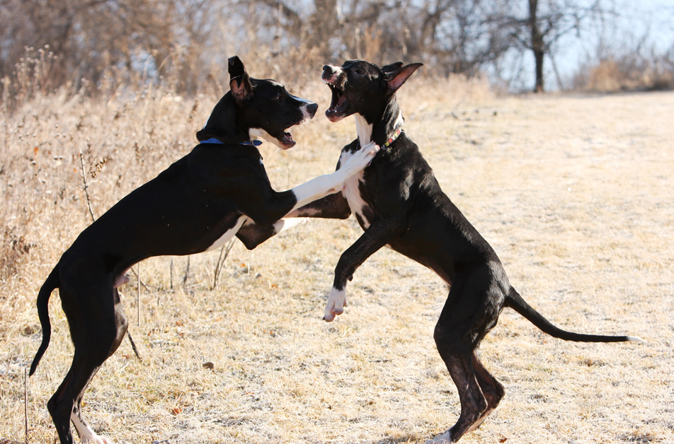 6 month old great danes