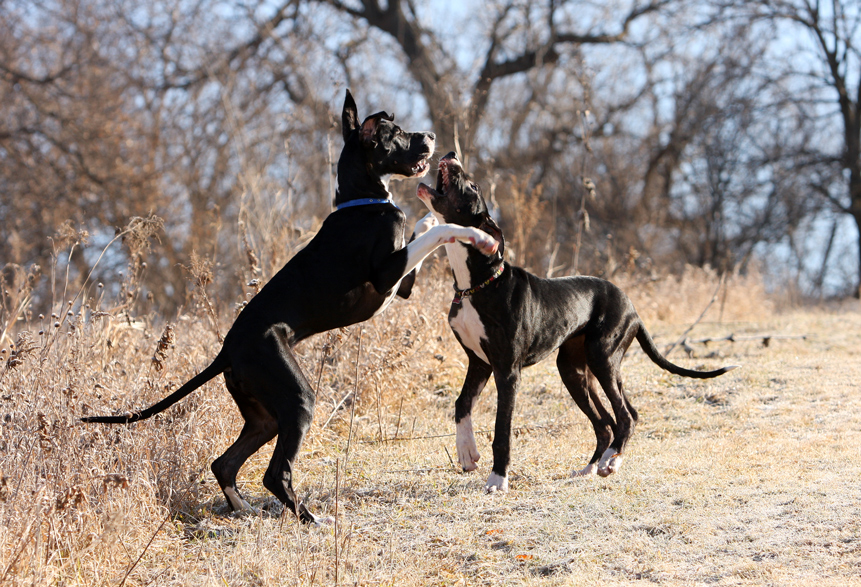 mantle great danes