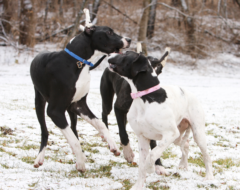 7 month old great danes