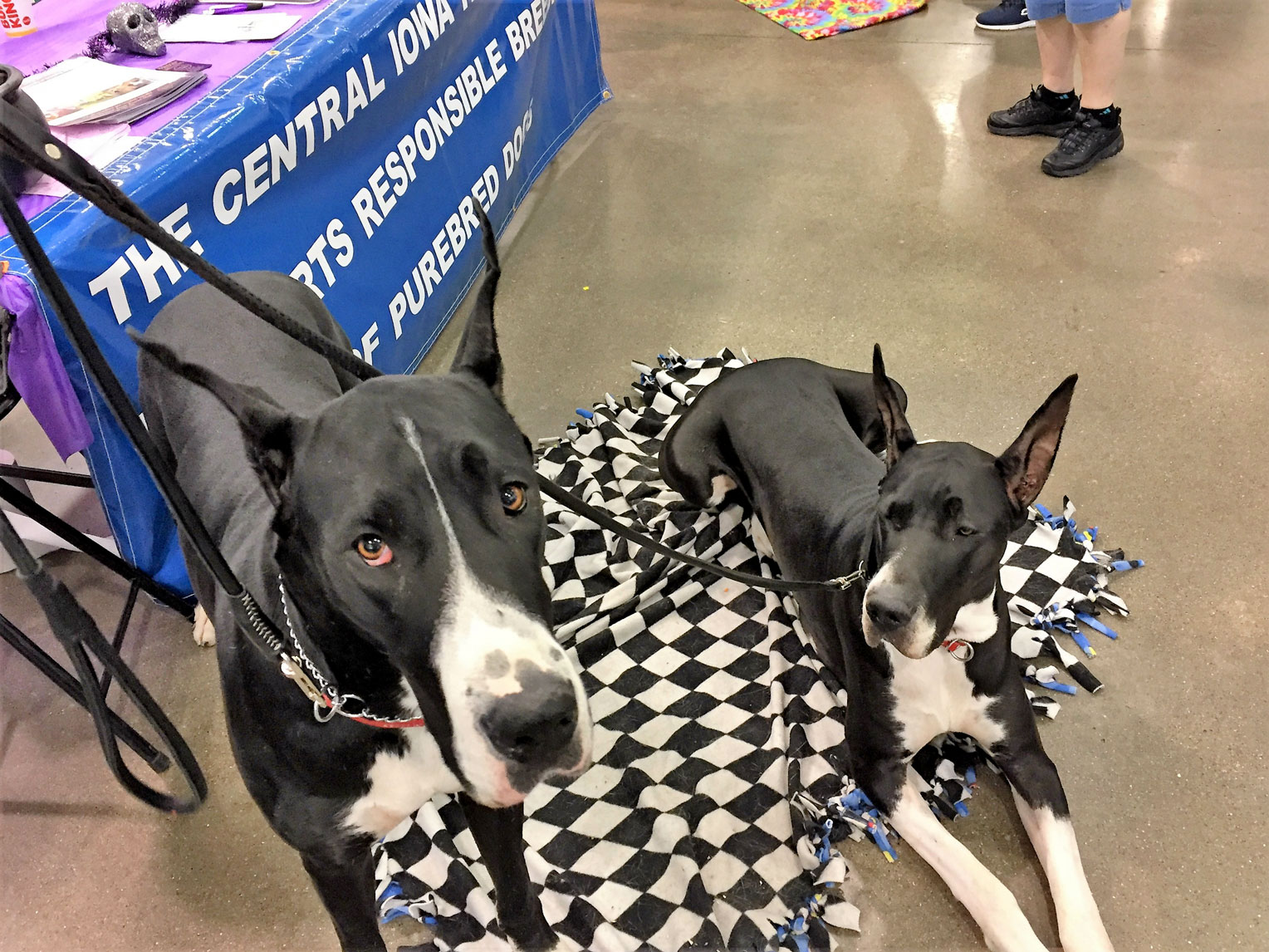 Great Dane sisters, Gigi and Heidi, at the Pet Expo