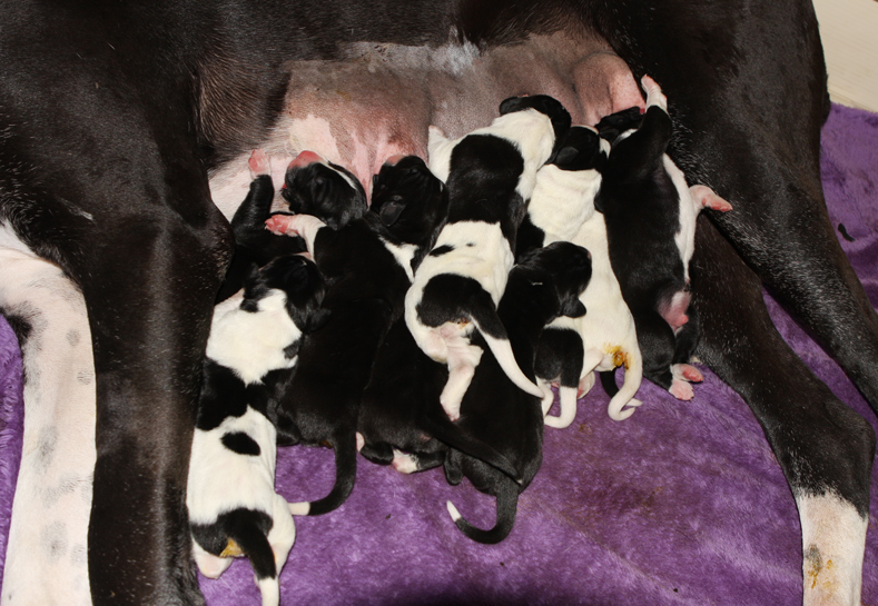 mantle and piebald dane puppies