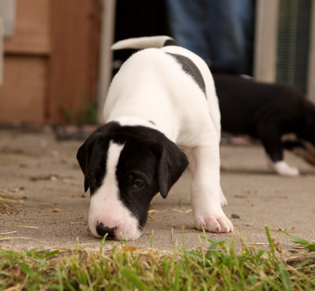 piebald great dane