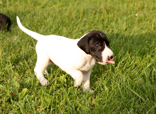 Piebald Dane