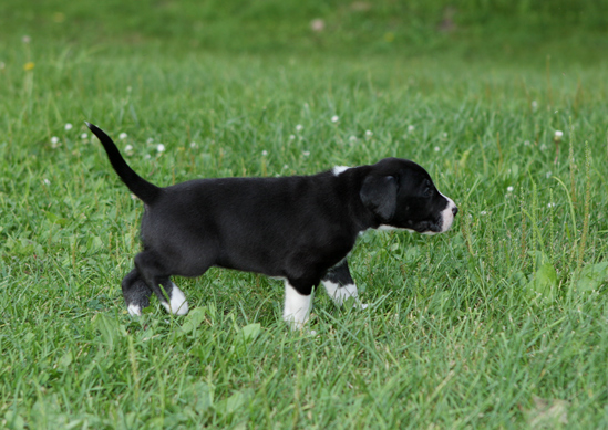 4 week old mantle great dane puppy