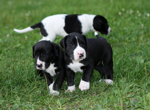 mantle great dane puppies