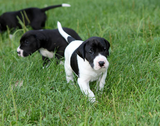 piebald dane