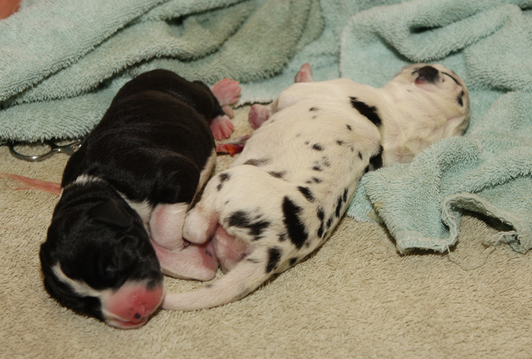 newborn Great Dane puppies