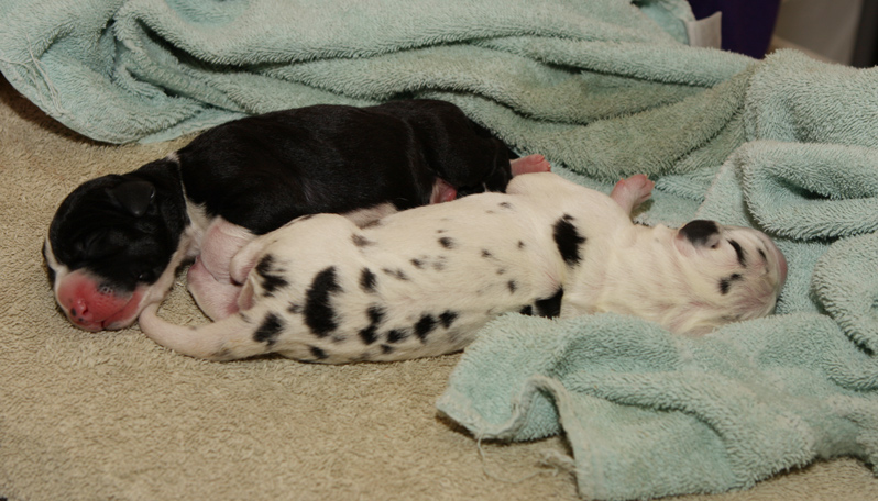 newborn harlequin and mantle Great Dane puppies