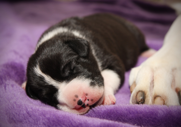 newborn mantle Great Dane puppy
