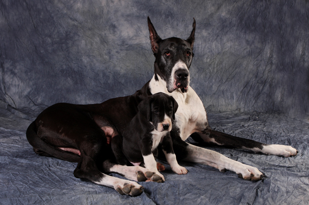 mantle great dane and baby