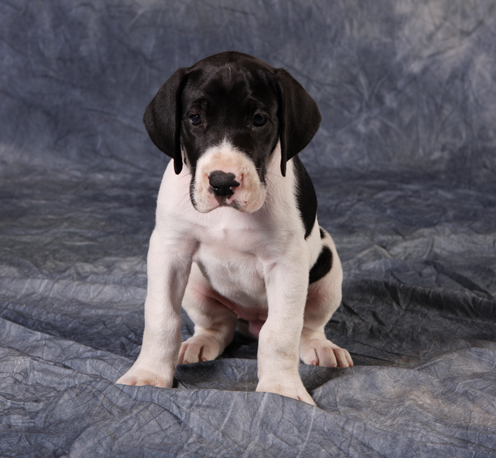 piebald great dane puppy