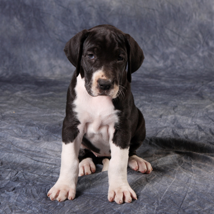 mantle great dane