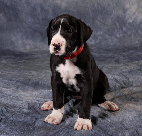 mantle great dane puppy