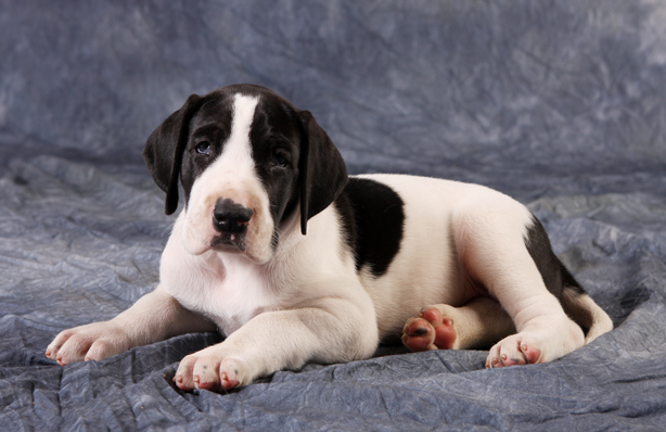 piebald great dane puppy