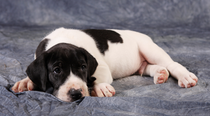 piebald great dane puppy