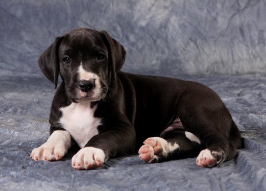 5 week old mantle great dane puppy