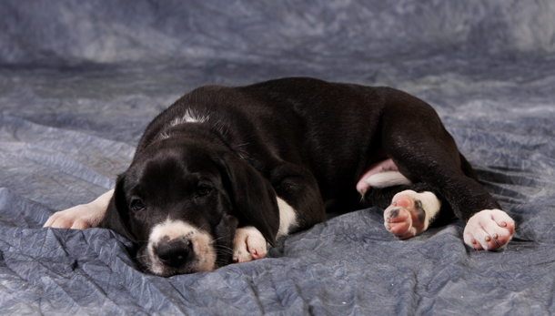 5 1/2 week old mantle great dane puppy