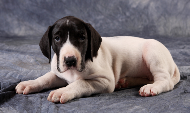 5 1/2 week old piebald great dane puppy