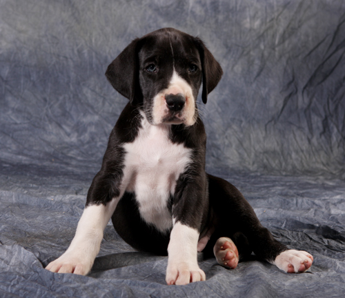 5 week old mantle great dane puppy