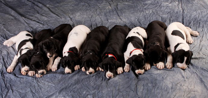 mantle and piebald danes