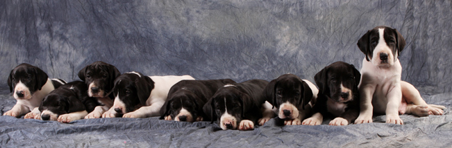 5 week old Great Dane puppies