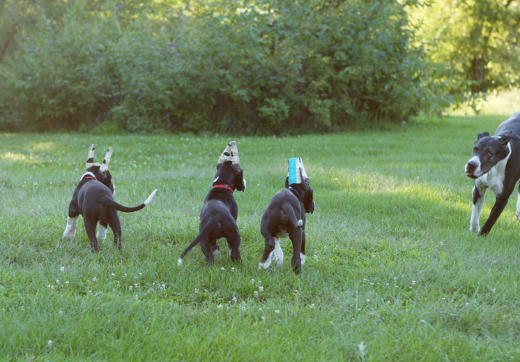 Great Dane playing with her babies