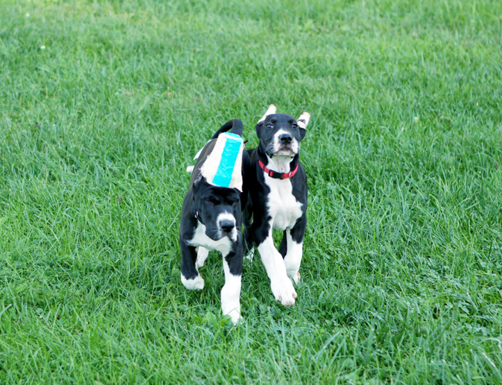 Great Dane puppies running