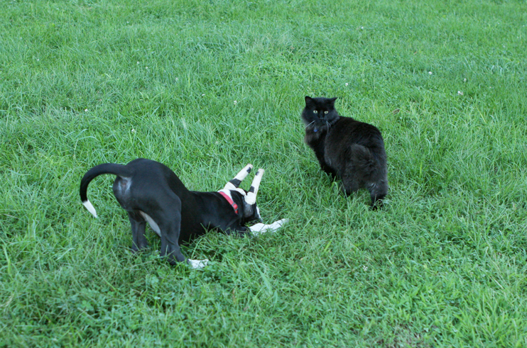 Great Dane puppy and cat