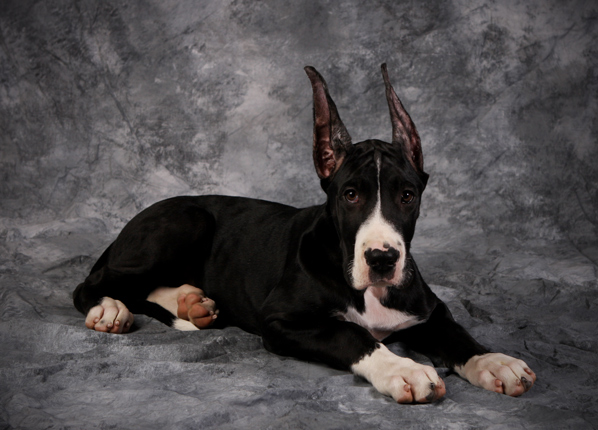 mantle great dane puppy cropped ears