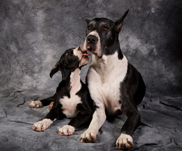 mantle great dane adult and puppy