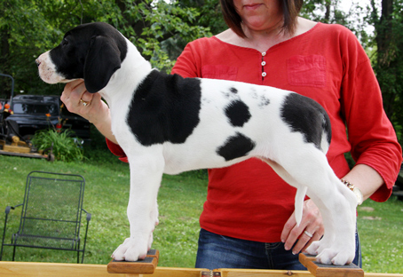 piebald great dane puppy