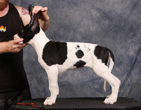 piebald great dane puppy