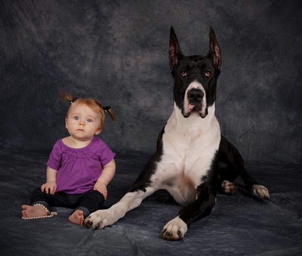 great dane with toddler