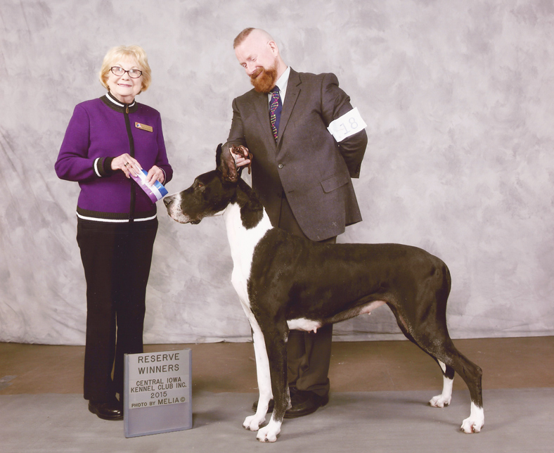 showing a great dane