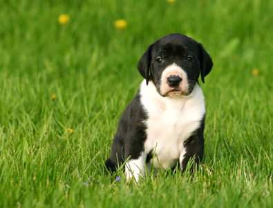 month old mantle great dane puppy