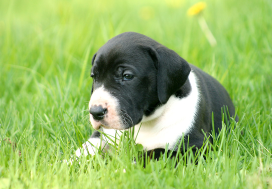 month old mantle great dane puppy