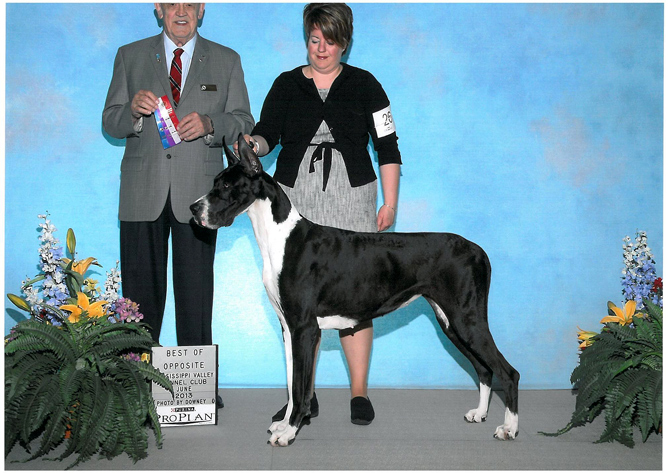 Show Mantle Great Dane