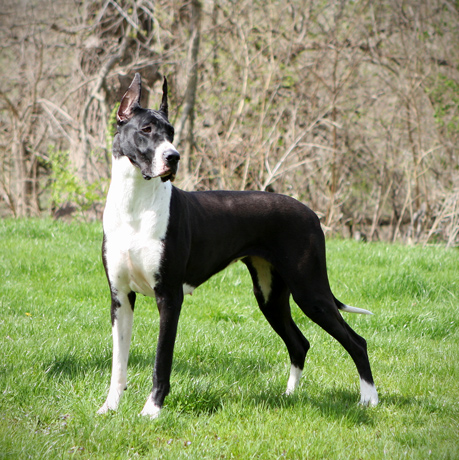 Mantle Great Dane - Flighty Foto Absolut CGC