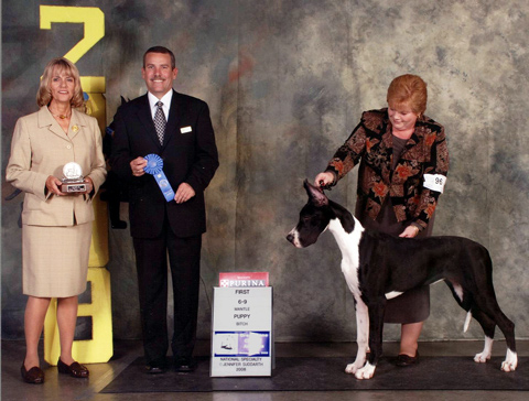 Flighty Foto Absolut - mantle great dane with Jessie Gerszewski