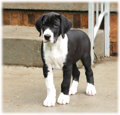 Flighty Foto Absolut - mantle Great Dane puppy