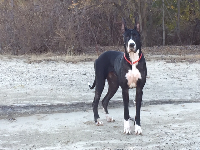 mantle great dane