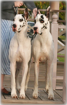 male and female harl Danes - Skyy with Ringo CDX, RE, TDX, CGC & TT