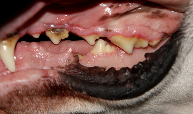 dog teeth