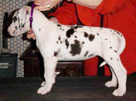 7 week old Great Dane puppy