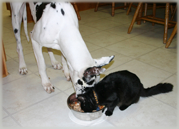 dog and cat sharing food