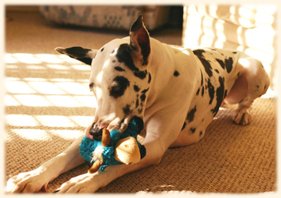 Great Dane playing with toy
