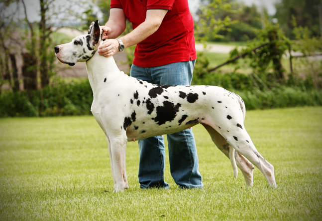 Show marked harlequin great dane