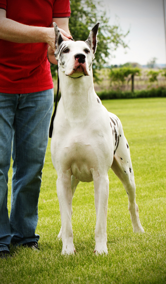 Harlequin Great Dane