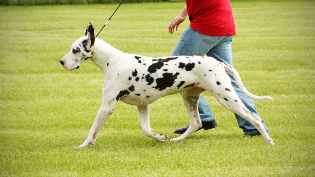 Great Dane gaiting