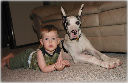 Great Dane and toddler